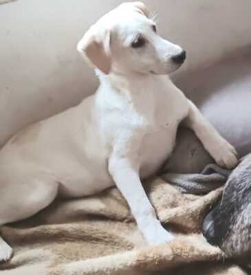 Ambra, Mischling Welpen - Hündin