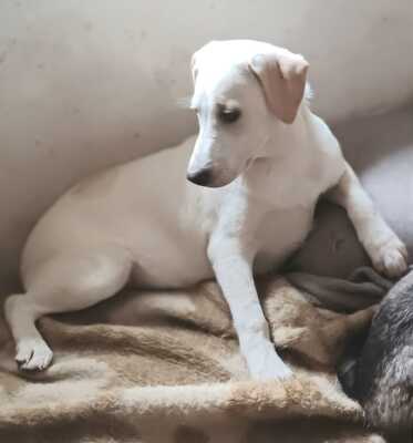 Ambra, Mischling Welpen - Hündin