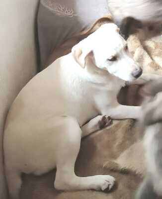 Ambra, Mischling Welpen - Hündin