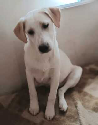 Ambra, Mischling Welpen - Hündin