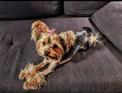 Amby, Yorkshire Terrier - Hündin