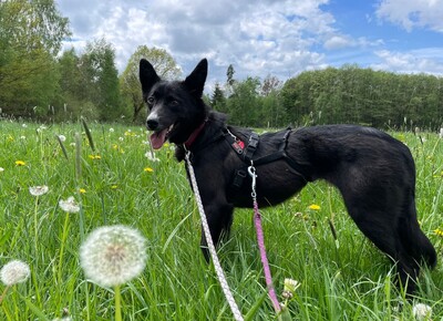 Amelie, Mischling - Hündin
