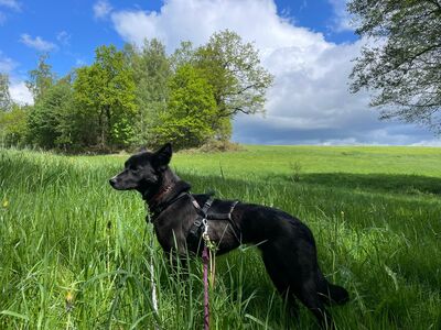 Amelie, Mischling - Hündin