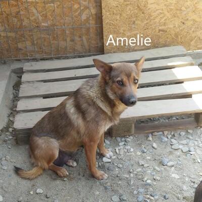 Amelie, geb. 2019, sucht liebevolles und geduldiges Zuhause, Mischling - Hündin