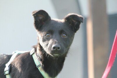 Amelina, Mischling Welpen - Hündin