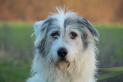 Amelio, Mischling - Rüde