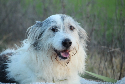 Amelio, Mischling - Rüde