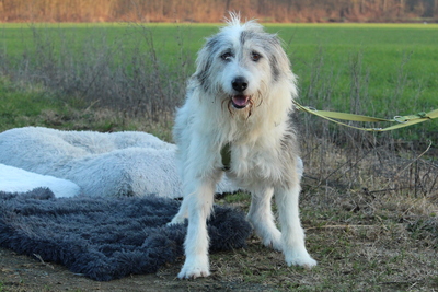 Amelio, Mischling - Rüde