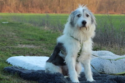 Amelio, Mischling - Rüde