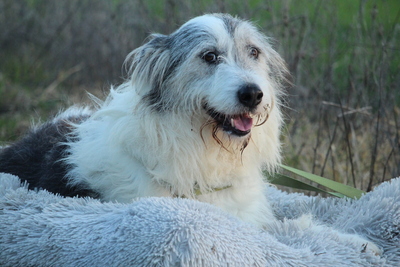 Amelio, Mischling - Rüde