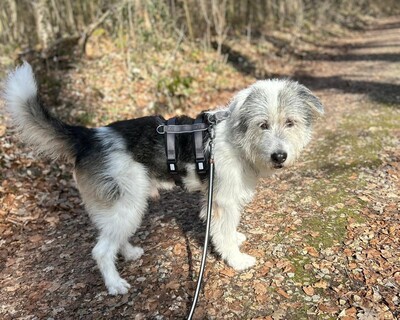 Amelio, Mischling - Rüde