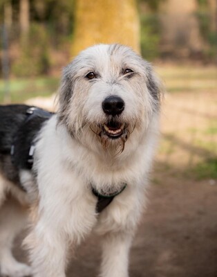 Amelio, Mischling - Rüde