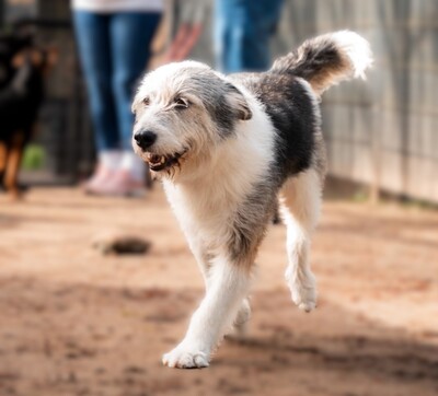 Amelio, Mischling - Rüde