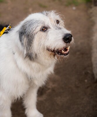 Amelio, Mischling - Rüde