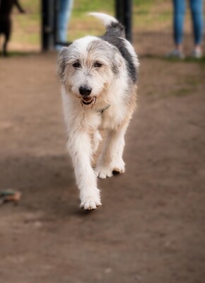 Amelio, Mischling - Rüde