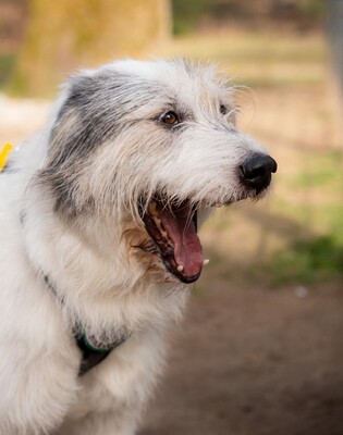 Amelio, Mischling - Rüde