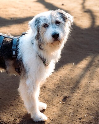 Amelio, Mischling - Rüde