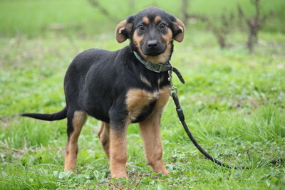 Amelya, Mischling Welpen - Hündin