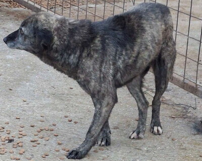 Amer freut sich auf ein warmes Zuhause-NOTFALL, Mischling - Rüde