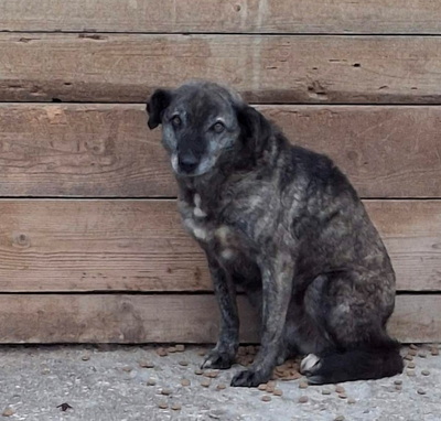 Amer freut sich auf ein warmes Zuhause-NOTFALL, Mischling - Rüde