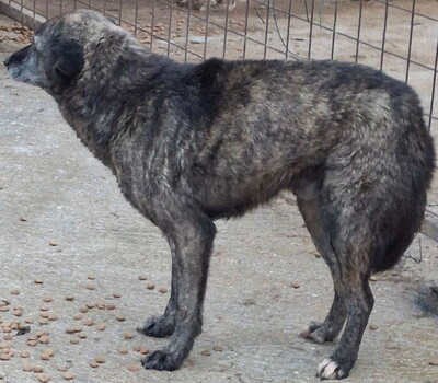Amer freut sich auf ein warmes Zuhause-NOTFALL, Mischling - Rüde
