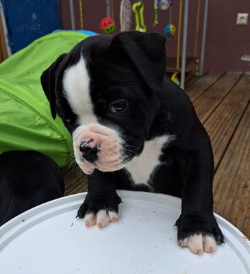 American Bulldog, American Bulldog Welpen - Rüde