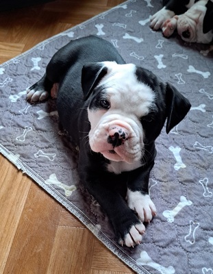 American Bulldog, American Bulldog Welpen - Rüde