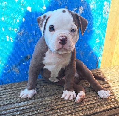 American Bulldog, American Bulldog Welpen - Rüde