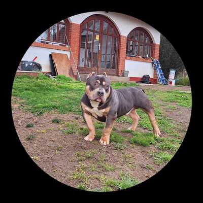 American Bully Pocket, Am. Bully - Rüde