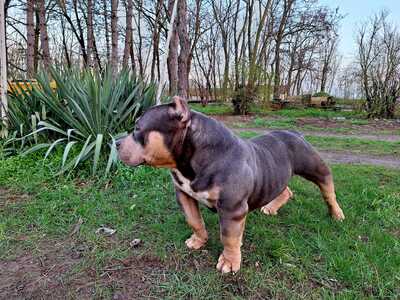 American Bully Pocket, Am. Bully - Rüde