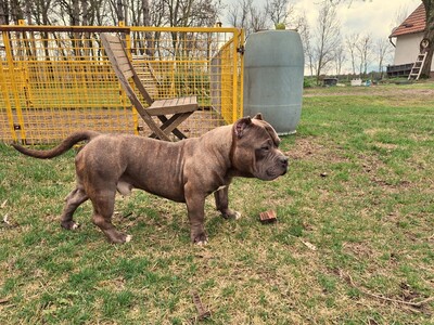 American Bully Pocket, Am. Bully - Rüde
