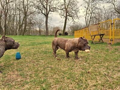 American Bully Pocket, Am. Bully - Rüde