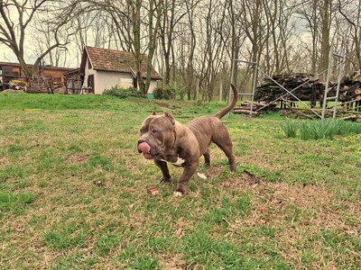 American Bully Pocket, Am. Bully - Rüde