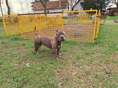 American Bully Pocket, Am. Bully - Rüde