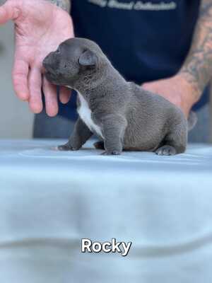 American Bully Pocket, American Bulldog Welpen - Rüde
