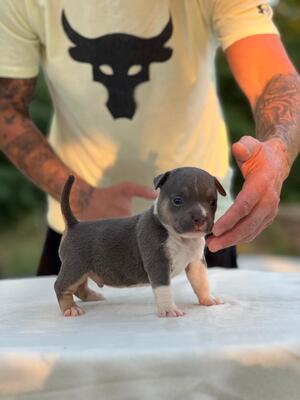 American Bully Pocket, American Bulldog Welpen - Rüde