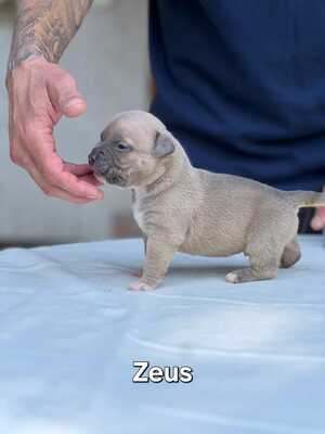 American Bully Pocket, American Bulldog Welpen - Rüde