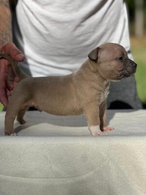 American Bully Pocket, American Bulldog Welpen - Rüde