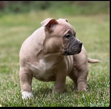 American Bully Pocket, American Bulldog Welpen - Rüde