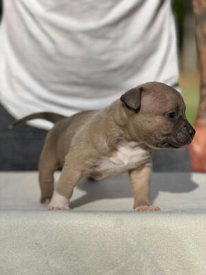 American Bully Pocket, American Bulldog Welpen - Rüde