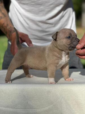 American Bully Pocket, American Bulldog Welpen - Rüde