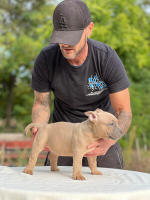 American Bully Pocket, American Bulldog Welpen - Rüde
