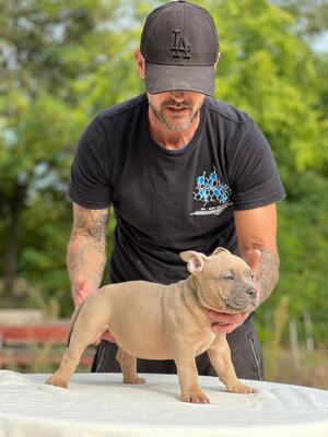 American Bully Pocket, American Bulldog Welpen - Rüde