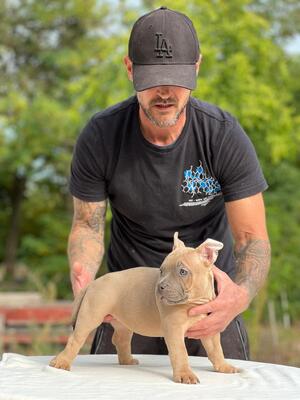 American Bully Pocket, American Bulldog Welpen - Rüde