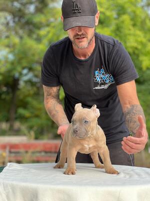 American Bully Pocket, American Bulldog Welpen - Rüde