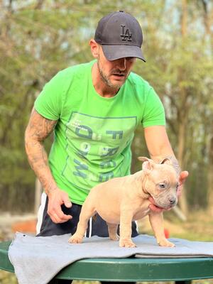 , American Bully Pocket Welpen - Hündin