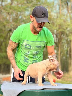 , American Bully Pocket Welpen - Hündin