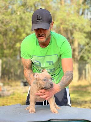 , American Bully Pocket Welpen - Hündin