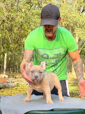 , American Bully Pocket Welpen - Hündin