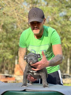 , American Bully Pocket Welpen - Hündin